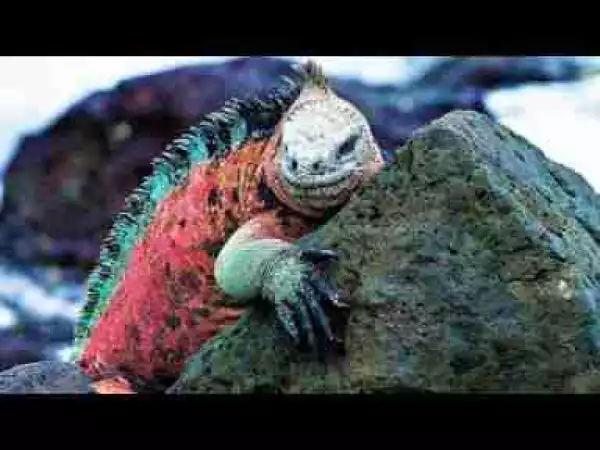 Video: STRANGEST Creatures of the Galapagos Islands